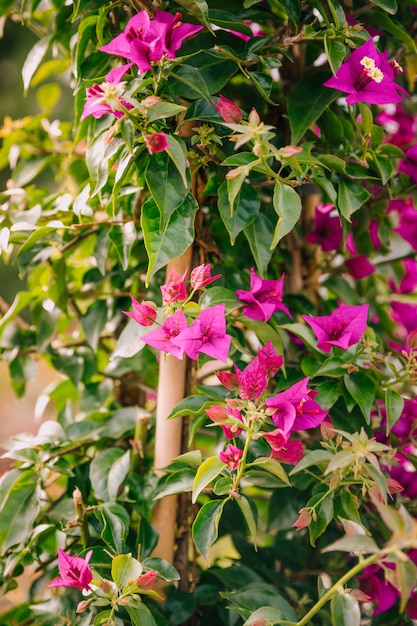 Primer plano de flores de buganvilla rosa fresca