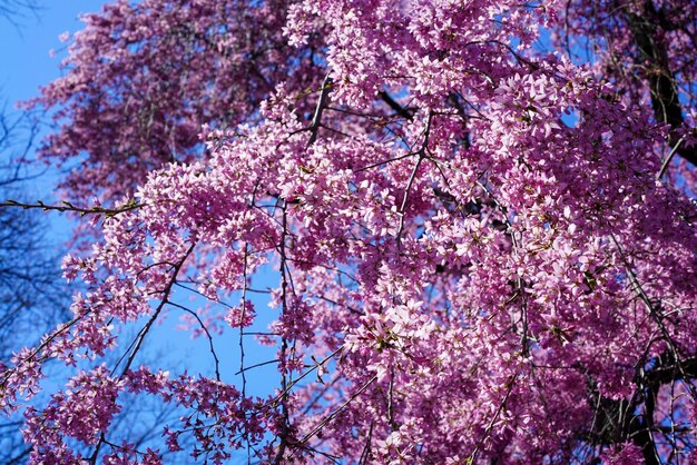 Primer plano de flores de cerezo rosa en primavera contra un cielo azul claro