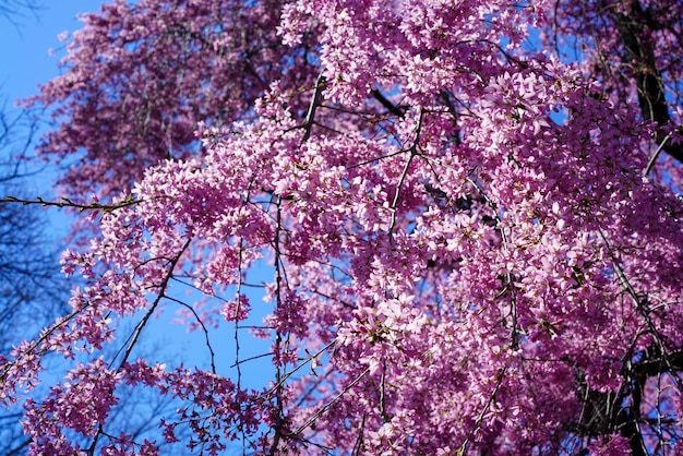 Primer plano de flores de cerezo rosa en primavera contra un cielo azul claro