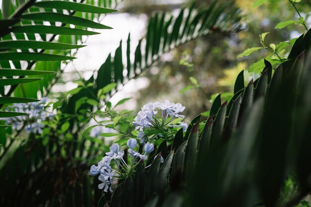 Primer plano de flores de color púrpura en el árbol