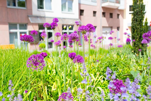 Primer plano de flores de color púrpura y pasto en un jardín.