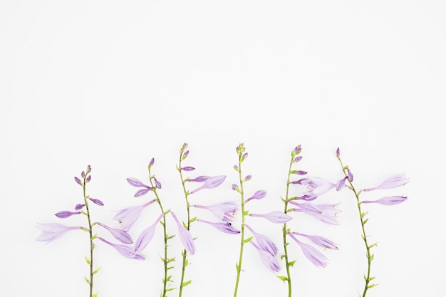Primer plano de flores de color púrpura sobre fondo blanco