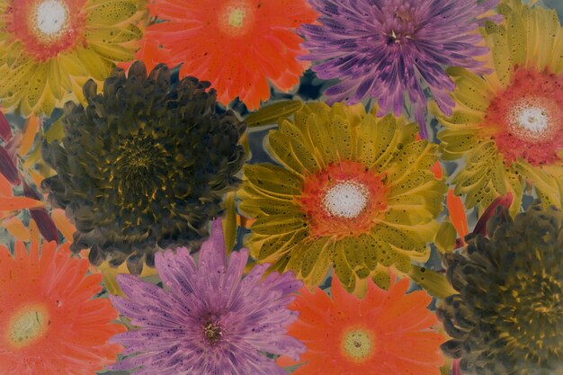 Primer plano de flores de colores en filtro negativo flotando sobre fondo de agua