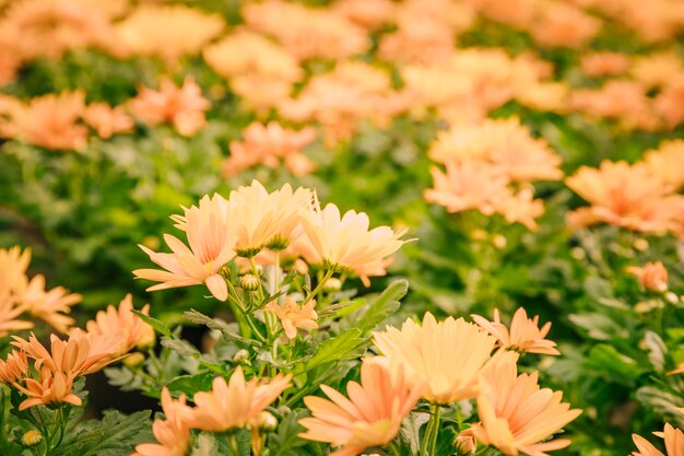 Primer plano de flores de crisantemo amarillo en flor