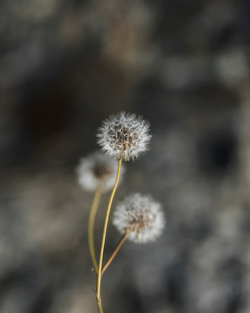 Primer plano de flores de diente de león blanco