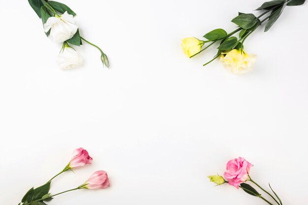 Primer plano de flores en la esquina de fondo blanco