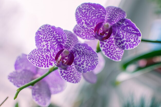 Primer plano de flores de flor violeta