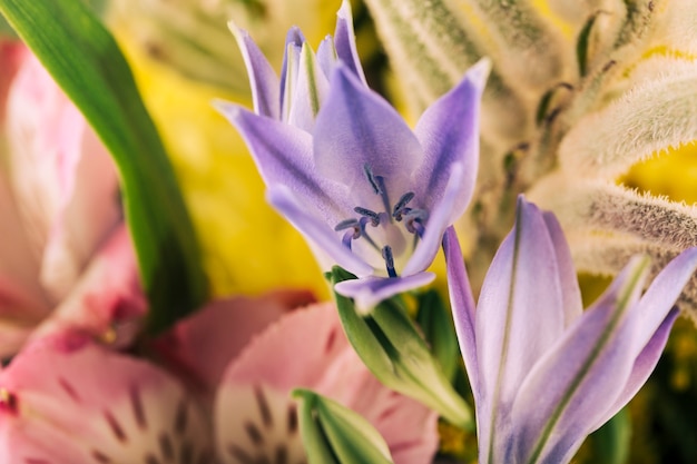 Foto gratuita primer plano de flores florecientes