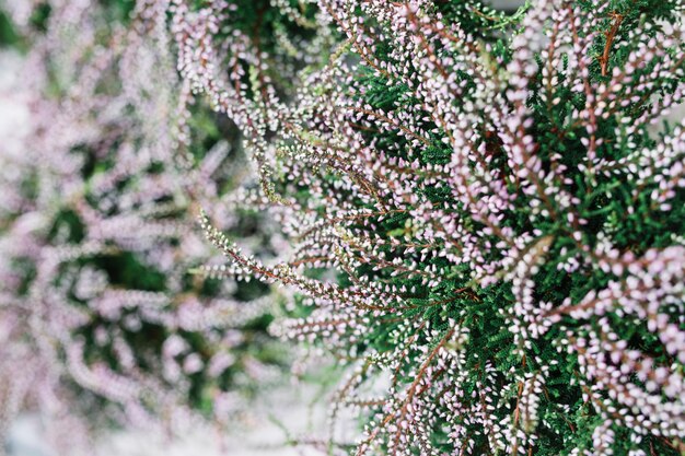 Primer plano de flores frescas en flor