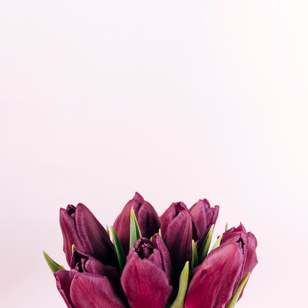 Foto gratuita primer plano de flores frescas de tulipán rojo sobre fondo coloreado