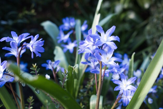 Primer plano de flores de la gloria de la nieve en un jardín.