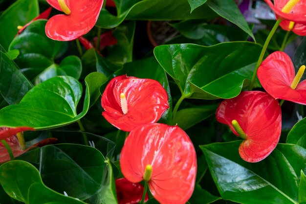 Primer plano de flores hermosas y elegantes