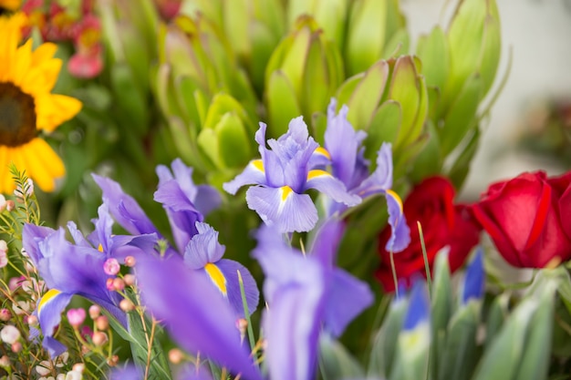 Primer plano de flores de iris violeta
