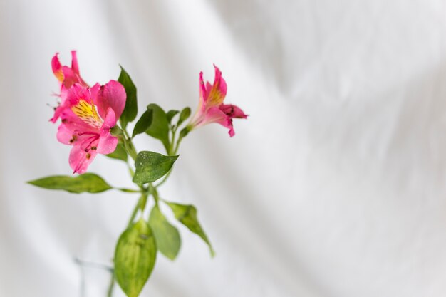 Primer plano de flores de lirio rosa