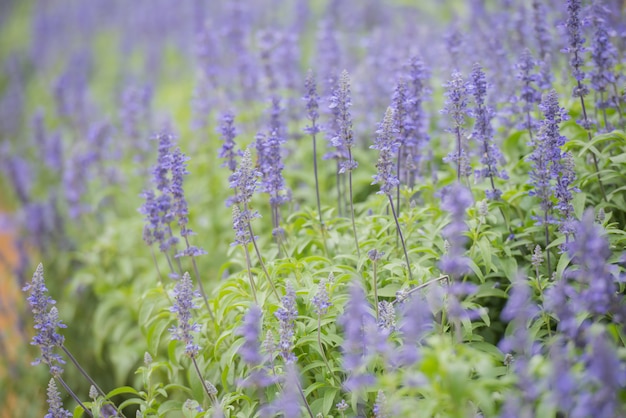 primer plano de flores de lupino en un prado lleno de lupinos