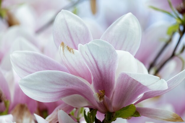 Primer plano de flores de magnolia rosa en un árbol