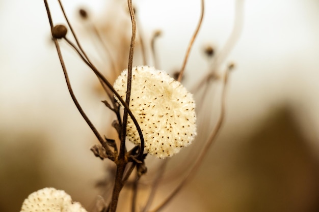 Primer plano de flores marchitas secas en un jardín de otoño