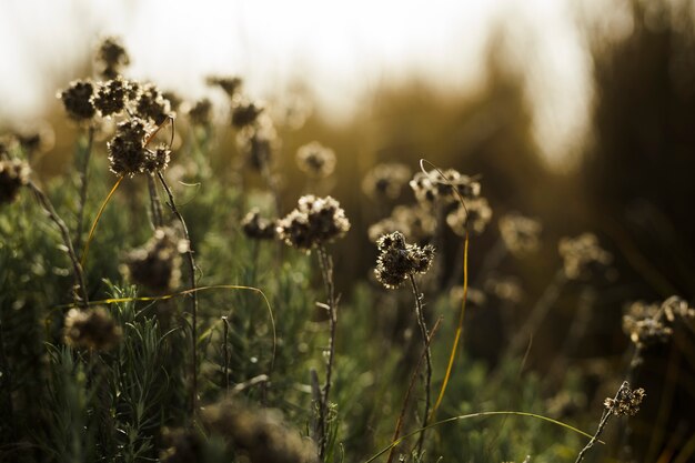 Primer plano de flores muertas