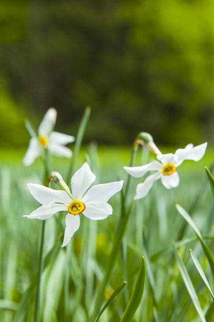 Primer plano de flores de narciso en la meseta de Record, Francia