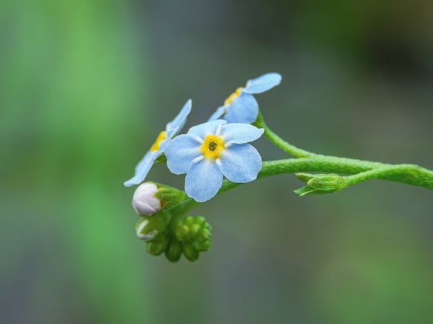 Foto gratuita primer plano de flores nomeolvides alpinas con naturaleza verde