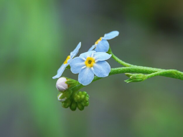 Primer plano de flores nomeolvides alpinas con naturaleza verde