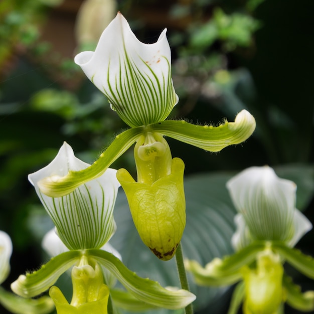 Primer plano de flores de orquídeas blancas bajo la luz del sol