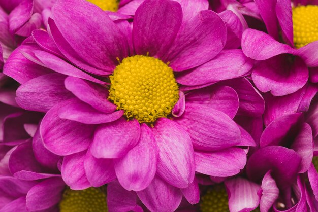 Primer plano de flores con pétalos morados