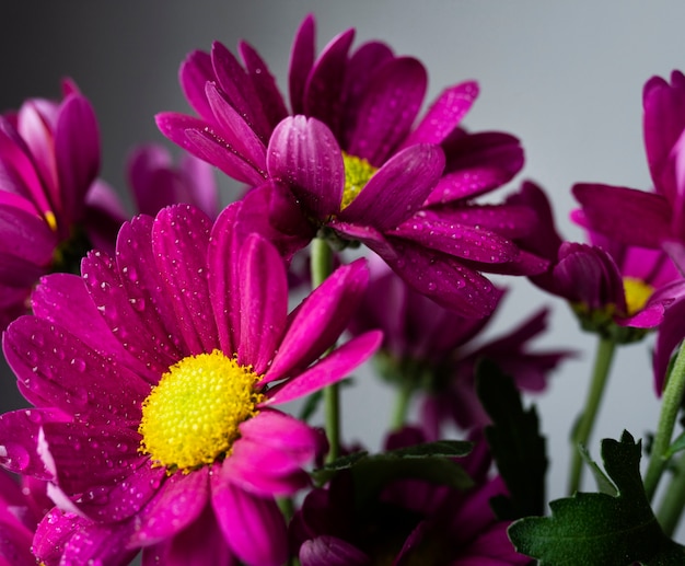 Primer plano de flores de primavera en flor