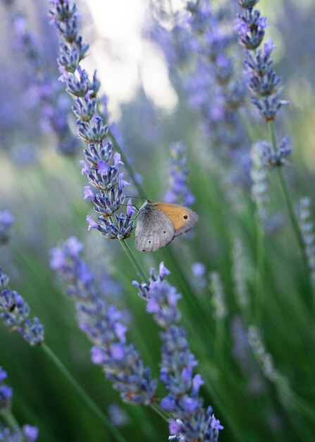 Primer plano de flores de primavera