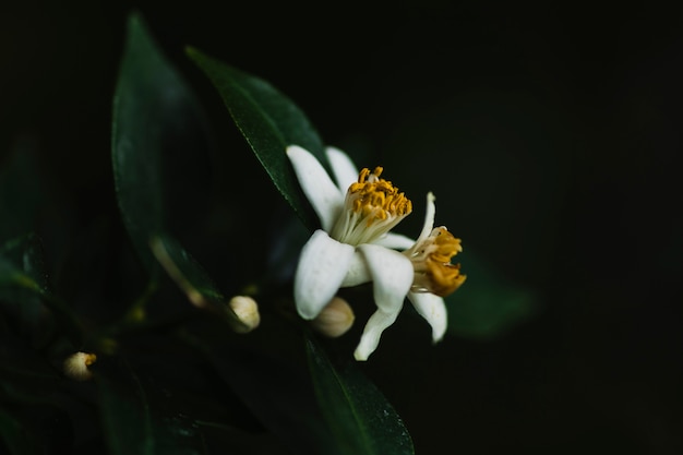 Primer plano de flores en la rama de un árbol