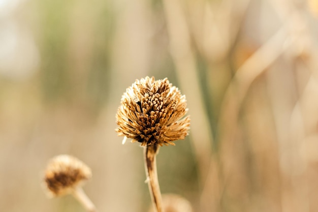 Primer plano de flores secas secas en un jardín de otoño