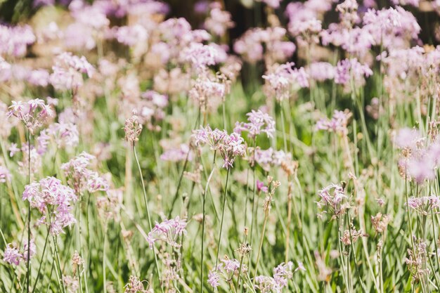 Primer plano de flores silvestres sin cultivar