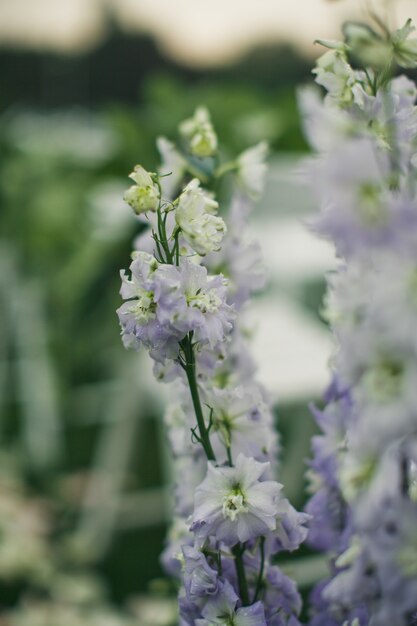 Primer plano de flores violetas en el árbol