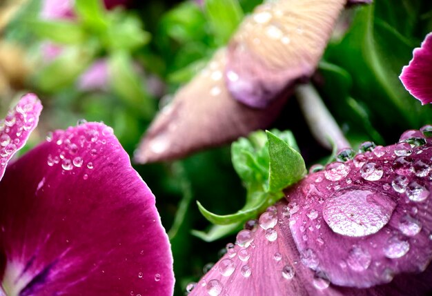 Foto gratuita un primer plano de flores violetas con gotas de agua sobre ellas