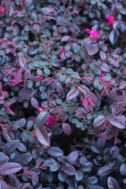 Primer plano de follaje morado y rosa