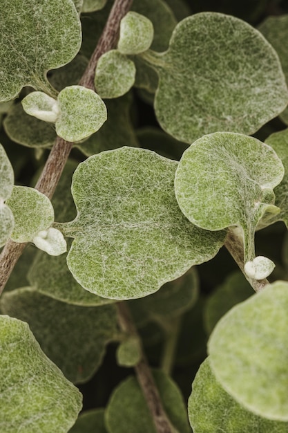 Foto gratuita primer plano del follaje de la planta