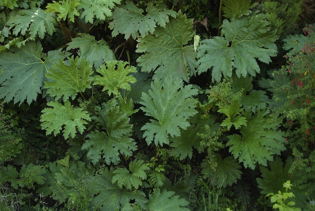 Primer plano de follaje verde fresco, perfecto para fondo o papel tapiz