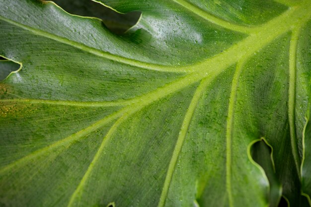 Primer plano de un fondo de hoja verde