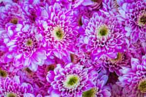 Foto gratuita primer plano de fondo con textura de crisantemo