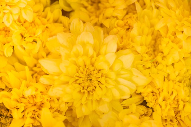 Foto gratuita primer plano de fondo con textura de crisantemo