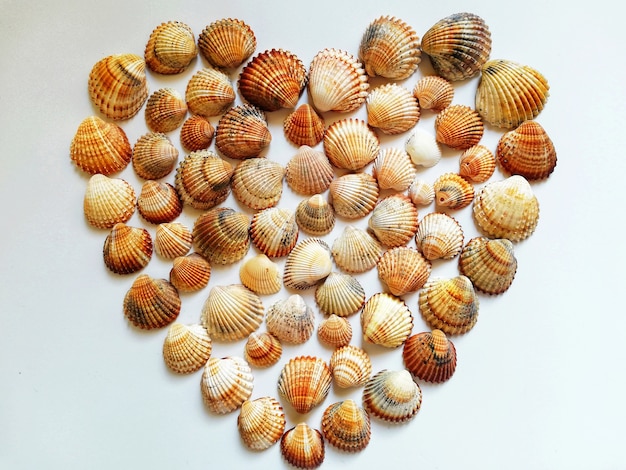 Primer plano de una forma de corazón hecha con conchas marinas