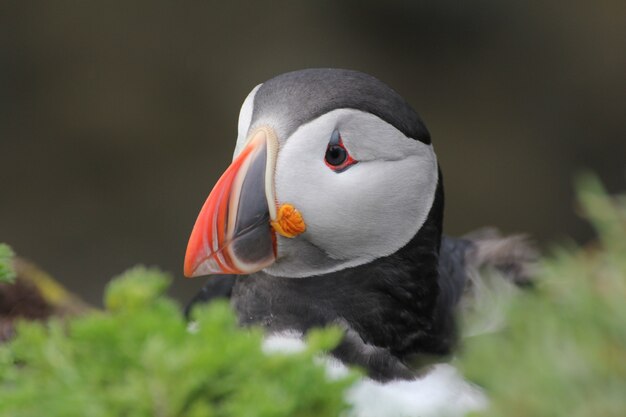 Primer plano de un frailecillo pájaro trasero detrás de unos arbustos, Islandia