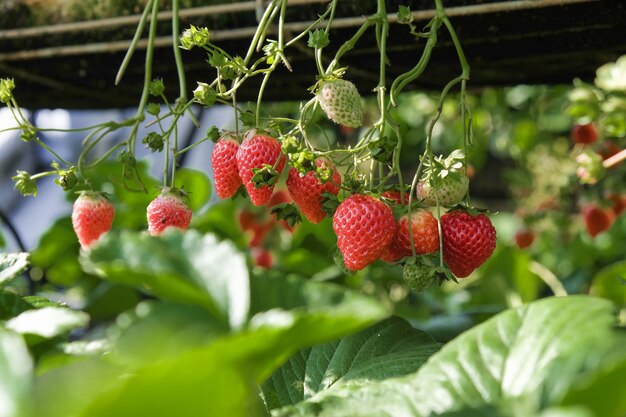 Primer plano de fresas colgando en invernadero