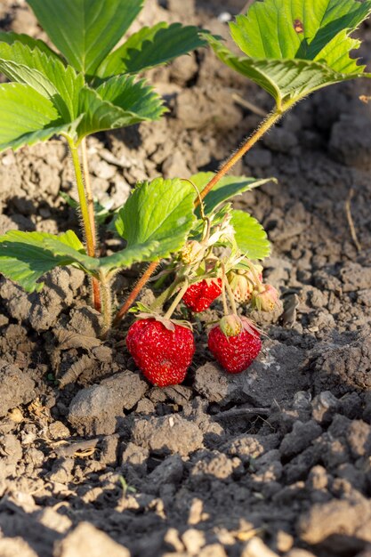 Primer plano de fresas orgánicas listas para ser recolectadas