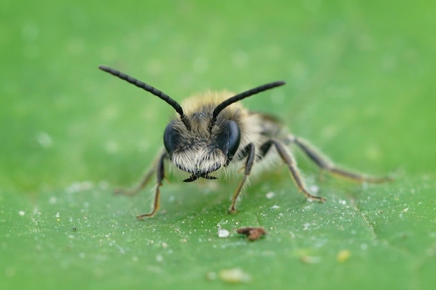 Primer plano frontal de una abeja minera en una hoja verde