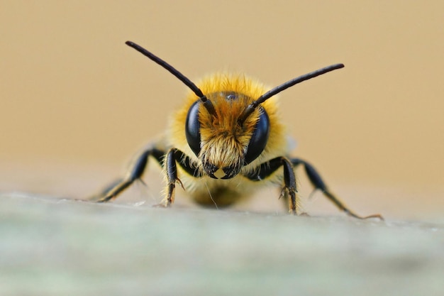 Primer plano frontal de un macho Jersey Mason Bee, Osmia niveata