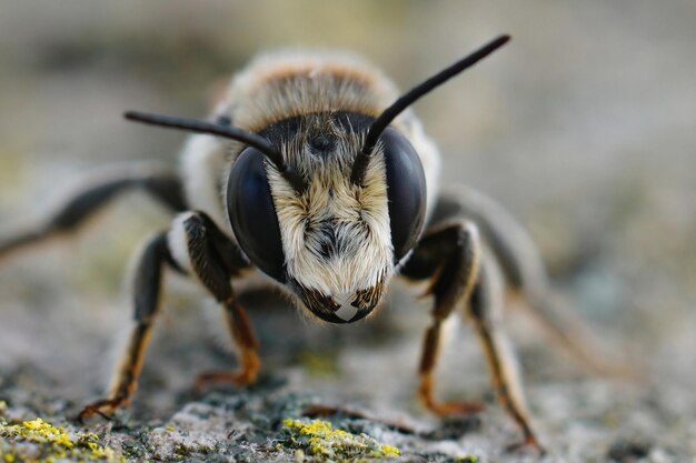 Primer plano frontal sobre un macho de abeja cortadora de hojas Whitesectioned Megachile albisecta