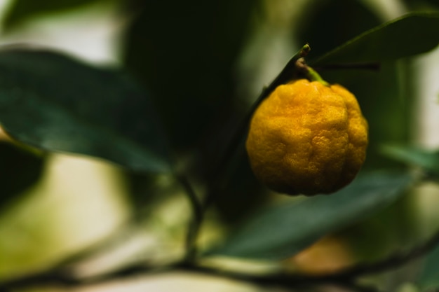 Primer plano de fruta en el árbol