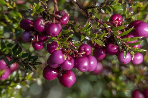 Primer plano de la fruta Vaccinium Vitis-idea para osos