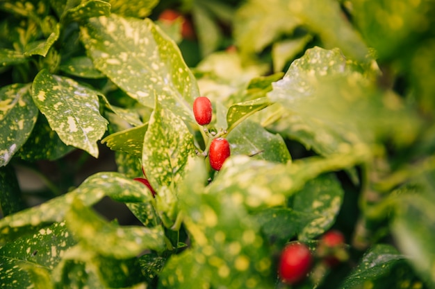 Primer plano de frutos rojos en las plantas